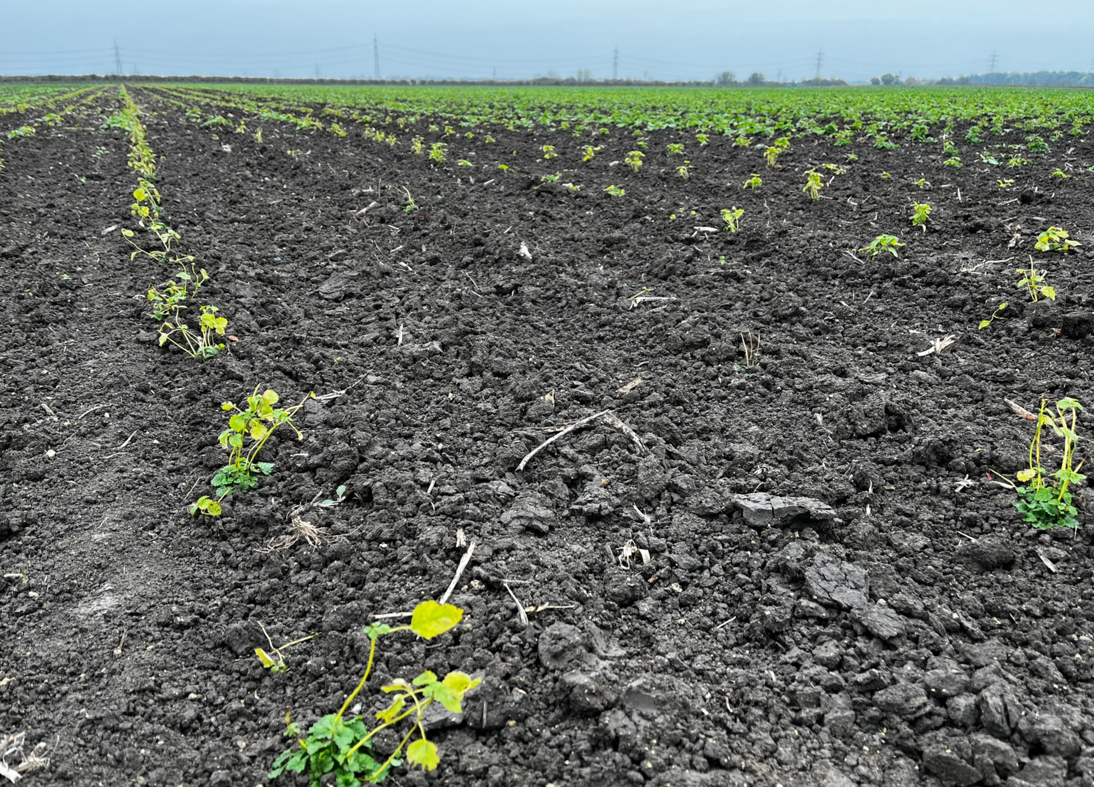 Acker mit jungen Pflänzchen in Reihen, dunkle Erde, weiter Horizont unter grauem Himmel in Groß Gerau