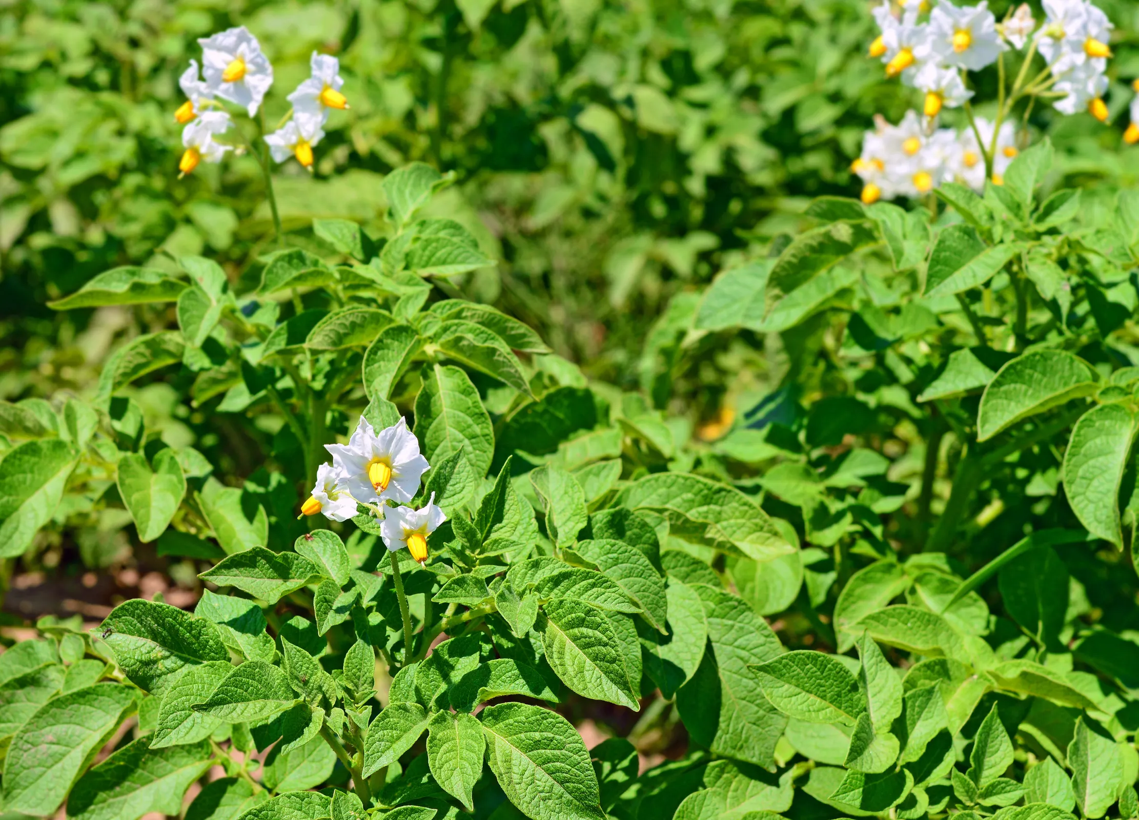 Kartoffelpflanzen mit weißen Blüten und gelben Staubblättern auf einem Feld