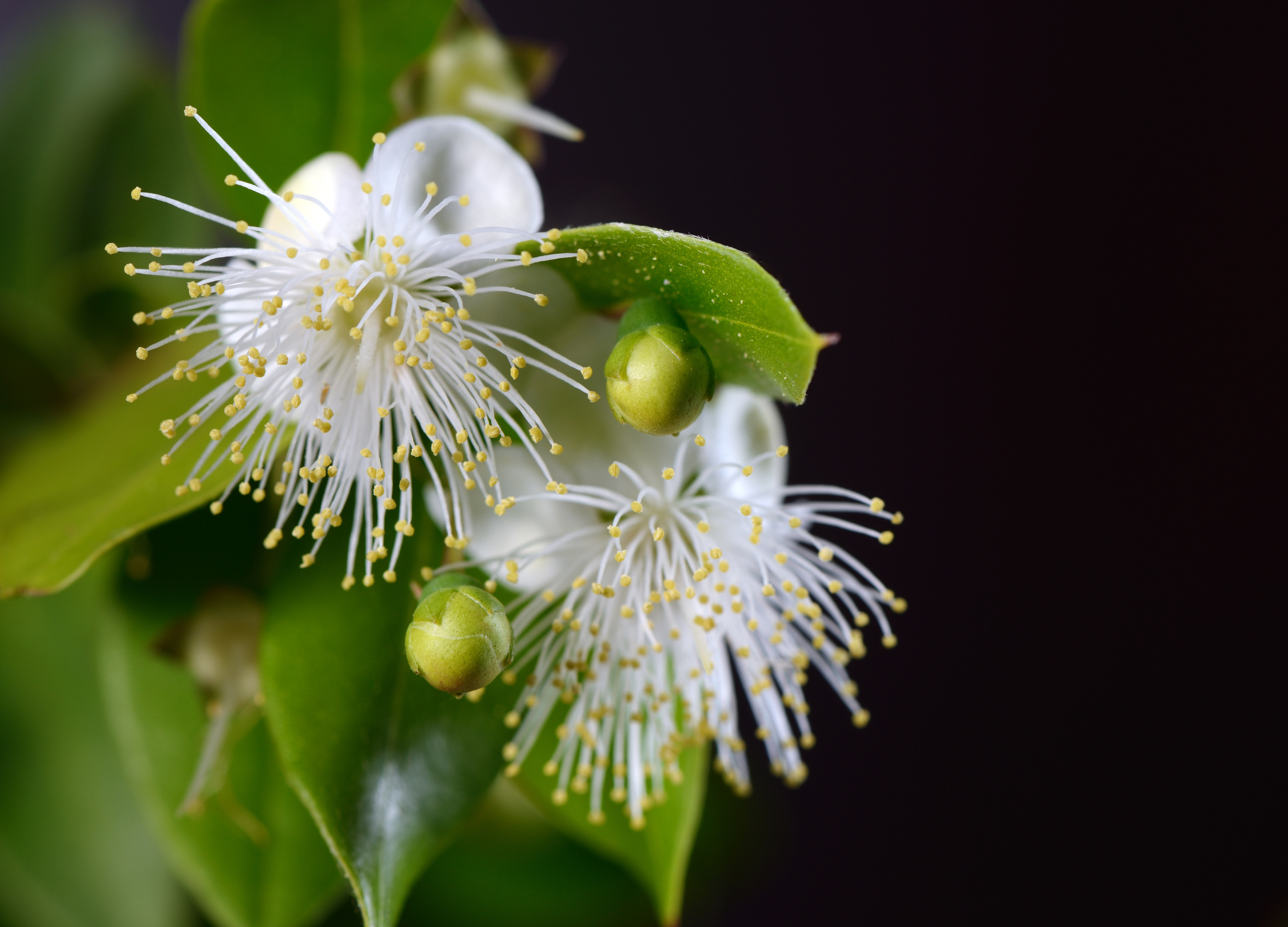 Zarte weiße Myrtenblüten mit langen Staubfäden und runden Knospen zwischen grünen Blättern vor dunklem Hintergrund