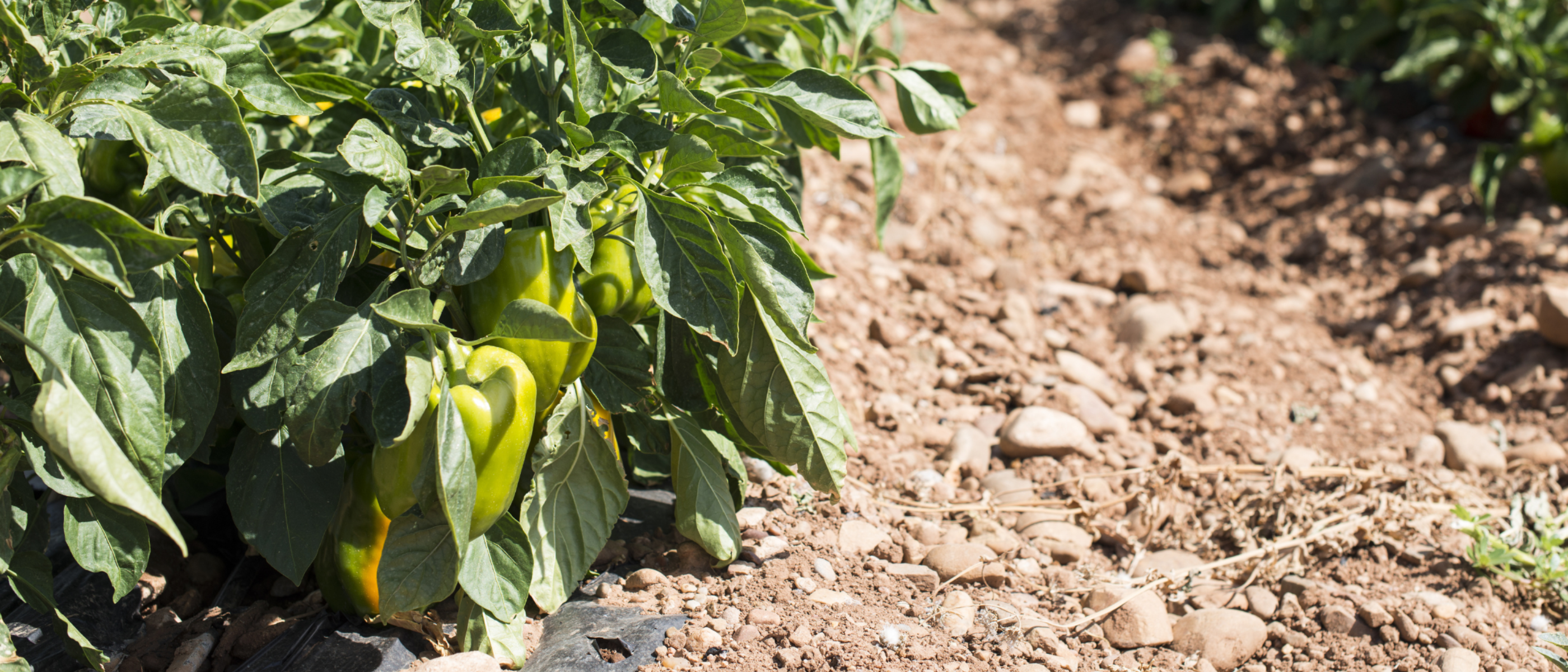 Feld mit Paprika-Pflanzen