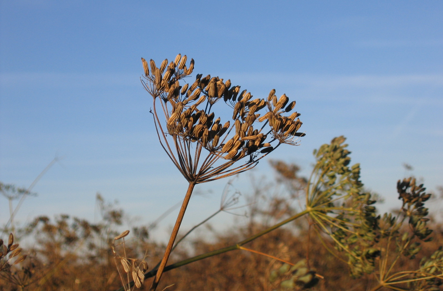 Nahaufnahme einer getrockneten Doldenblüte vor blauem Himmel
