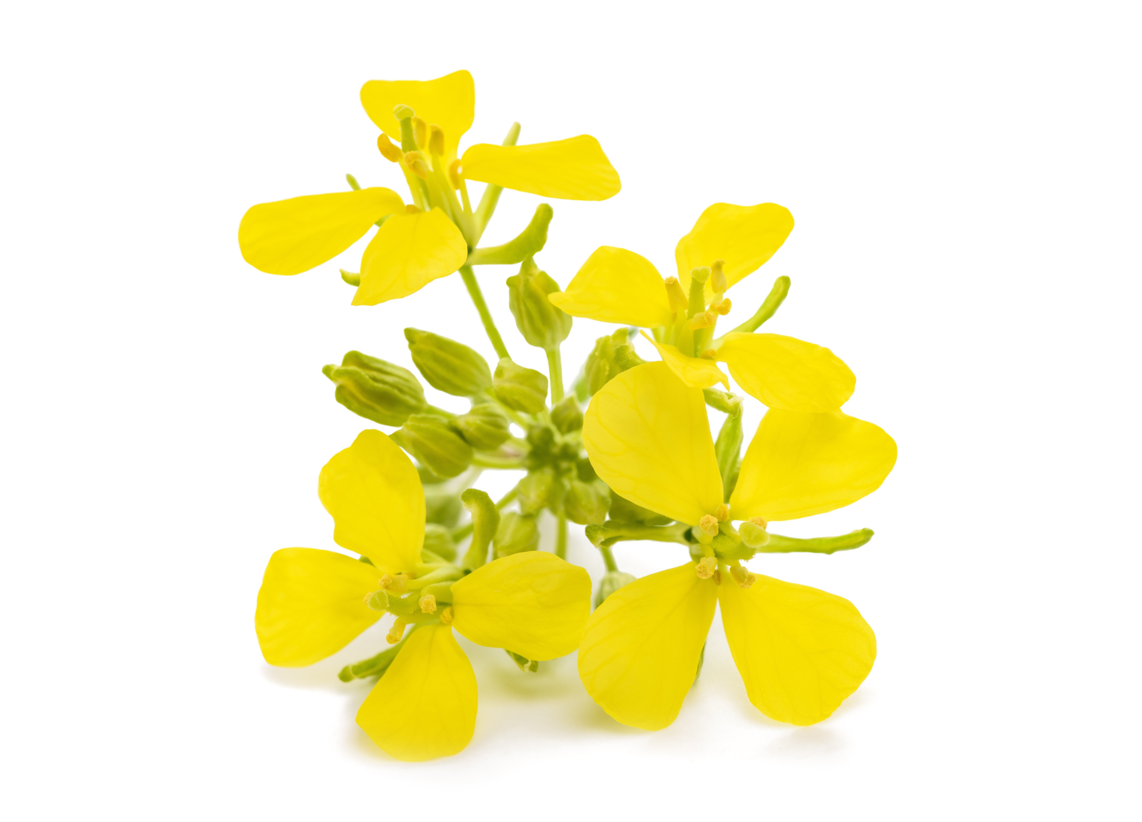 Gelbe Blüte einer Rapspflanze
