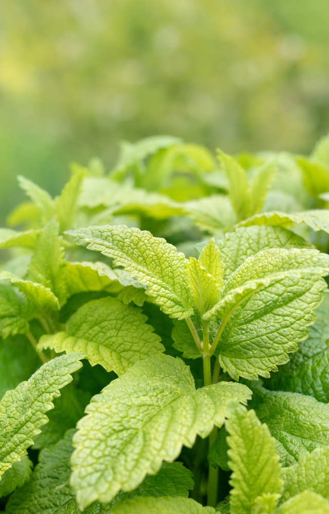 Frische grüne Zitronenmelisse-Pflanze in Nahaufnahme