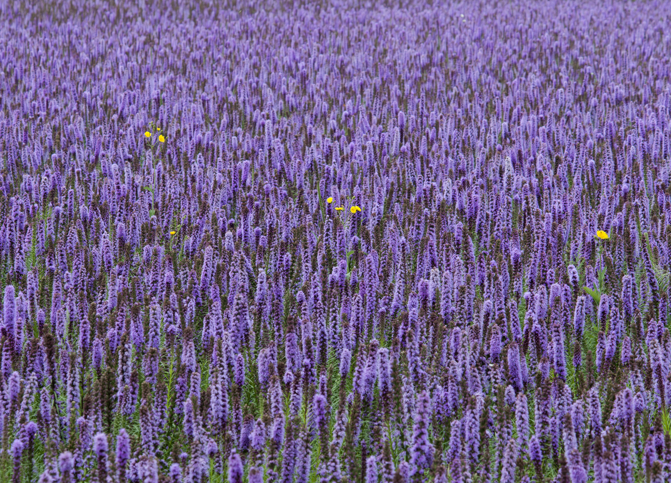 Anisysop Ein lila blühendes Feld voller Anisysop-Pflanzen (Agastache foeniculum), durchzogen von ein paar gelben Blüten