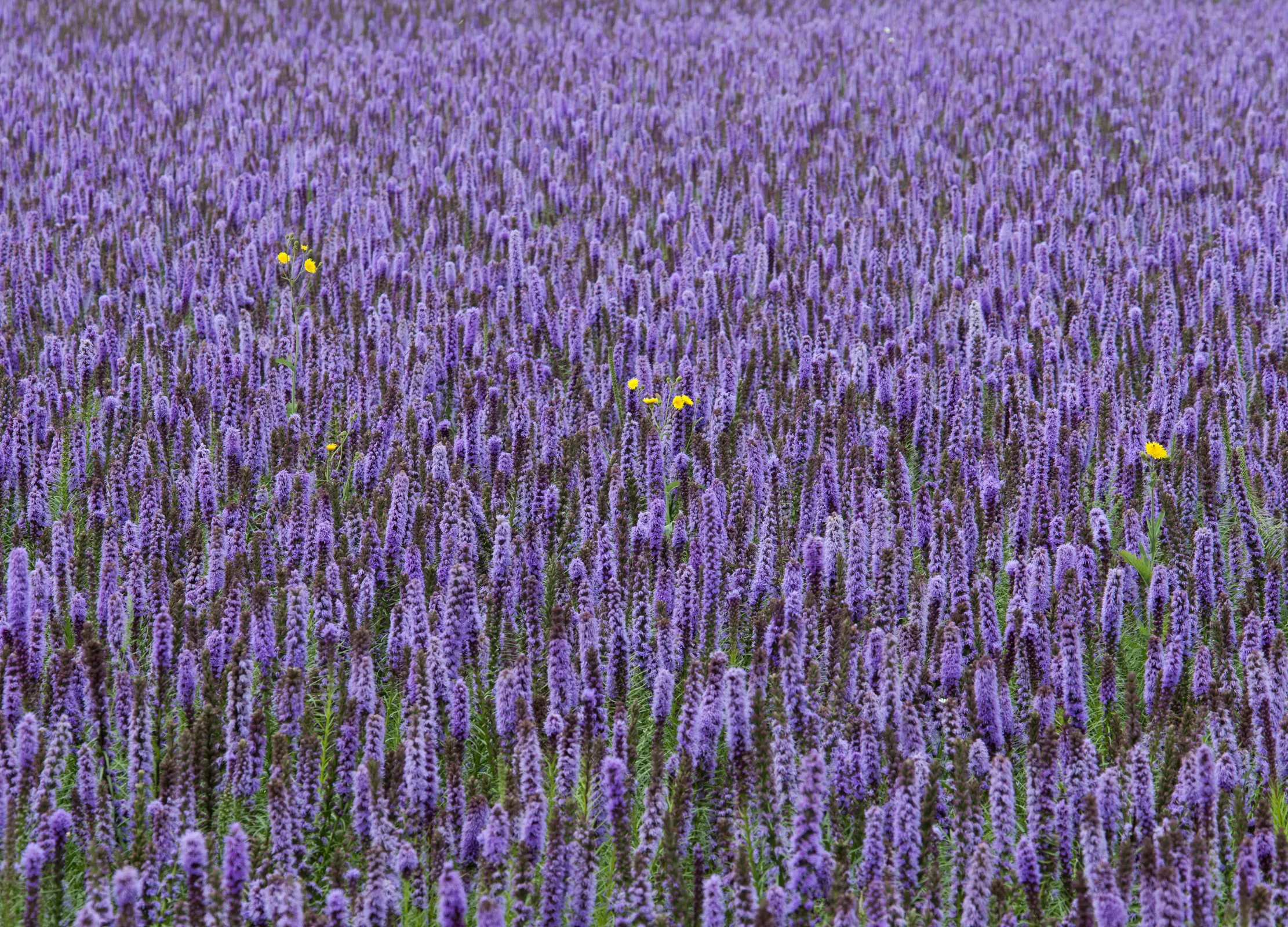Ein lila blühendes Feld voller Anisysop-Pflanzen (Agastache foeniculum), durchzogen von ein paar gelben Blüten