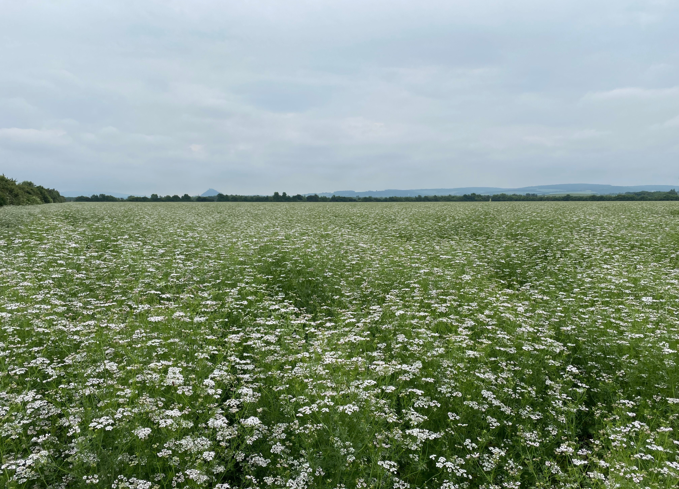 Weites Feld voller blühender Korianderpflanzen unter bewölktem Himmel