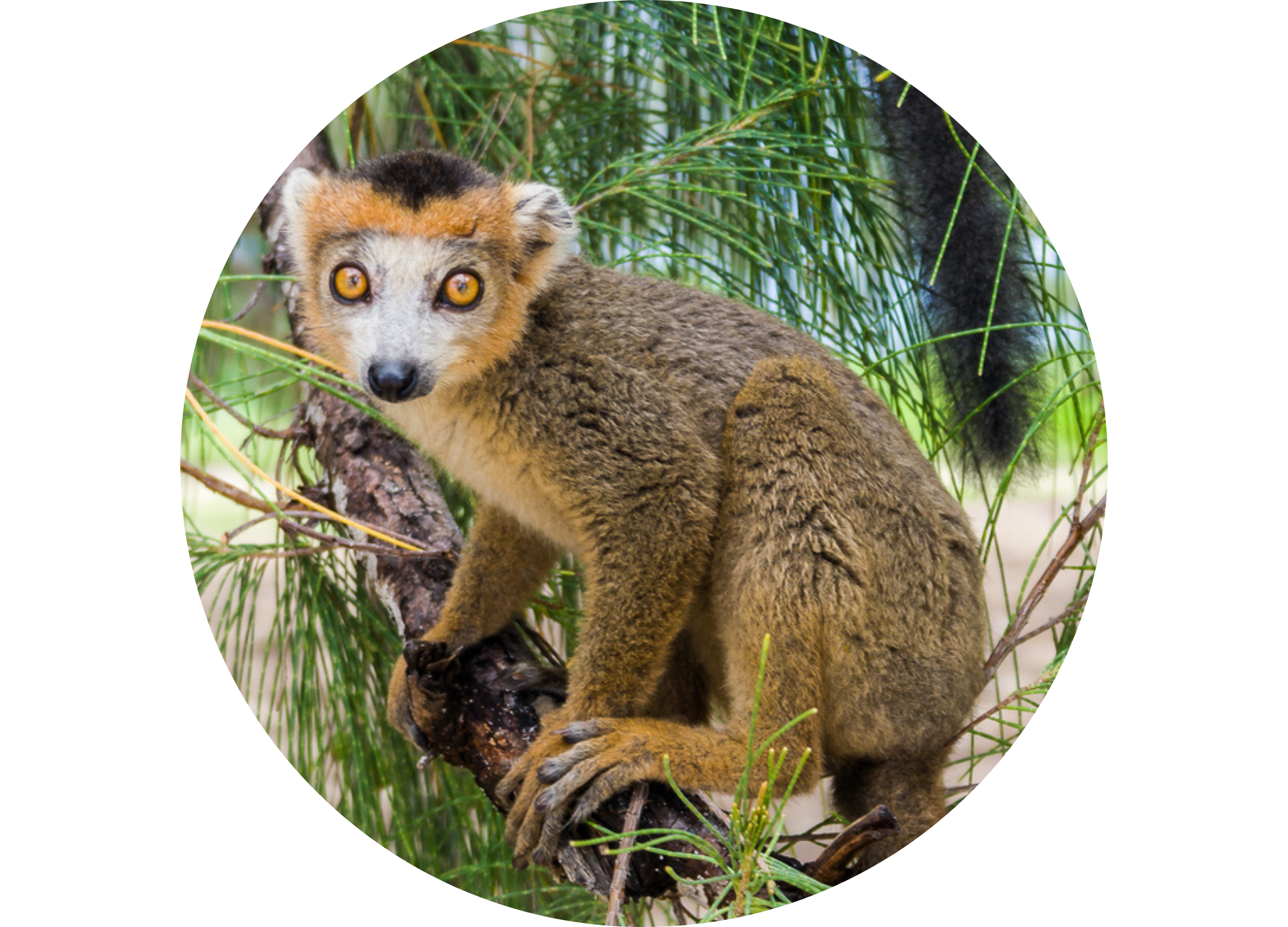 Lemur mit großen Augen sitzt auf einem Ast im Grünen