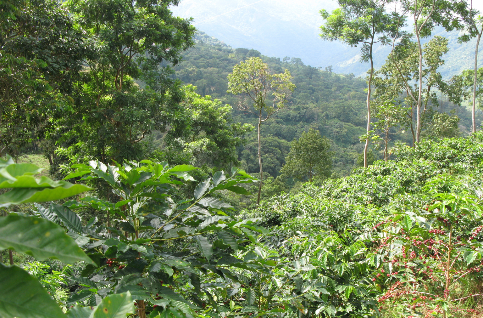 Dschungellandschaft des Amazonas in Kolumbien