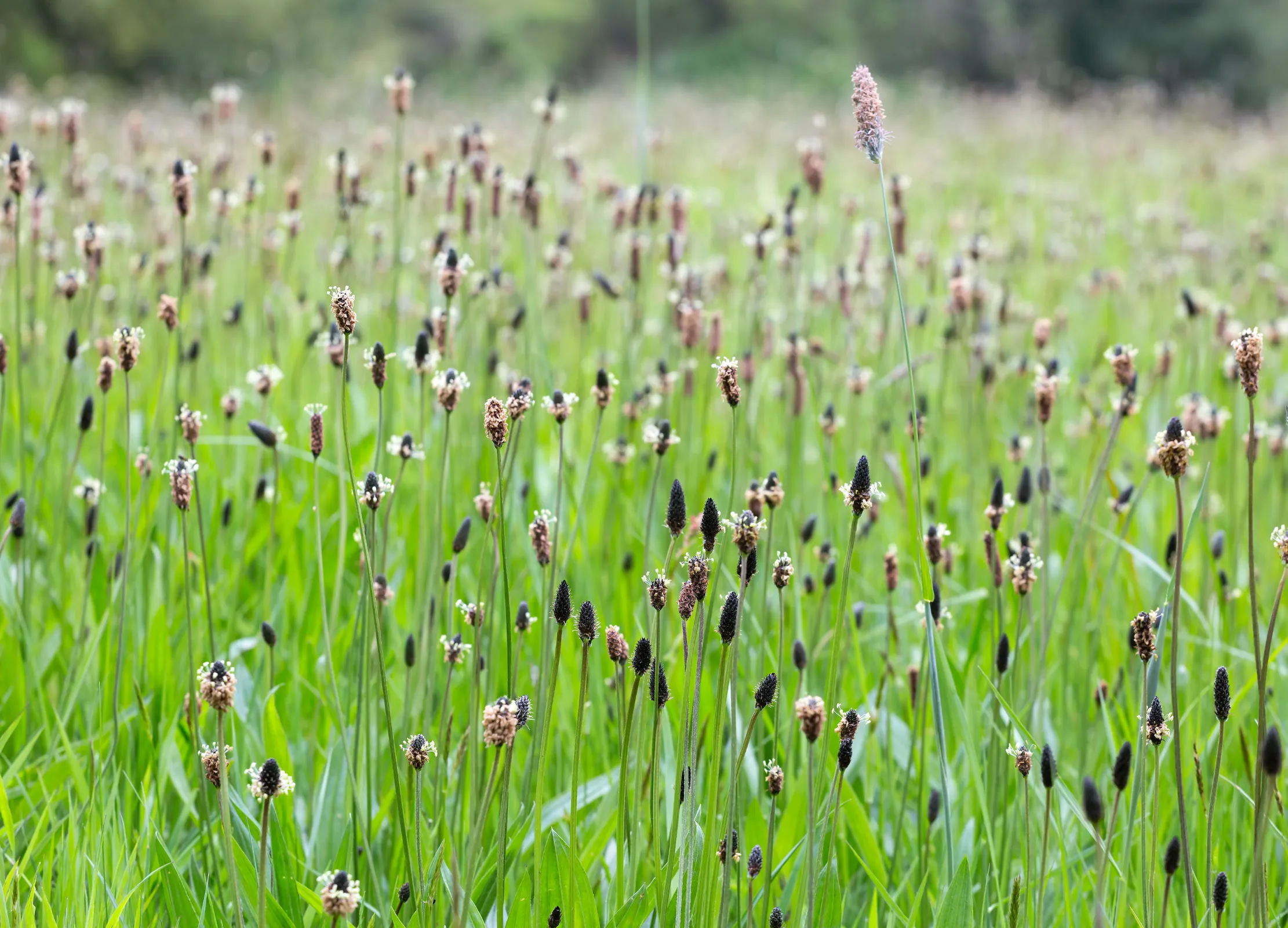 Spitzwegerich-Feld mit grünen Halmen und schwarzen sowie weißblütigen Blütenständen in natürlicher Wiese.