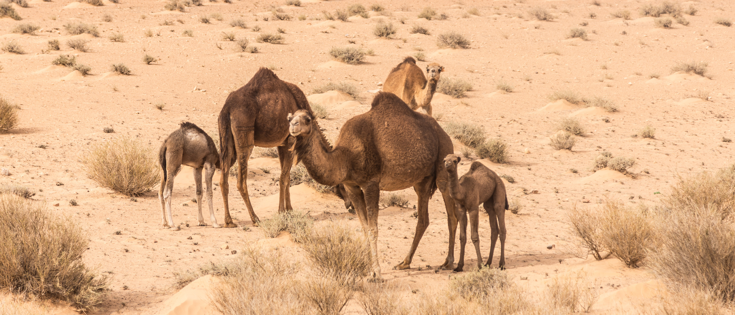Dromedas in einer Wüstenlandschaft in Tunesien