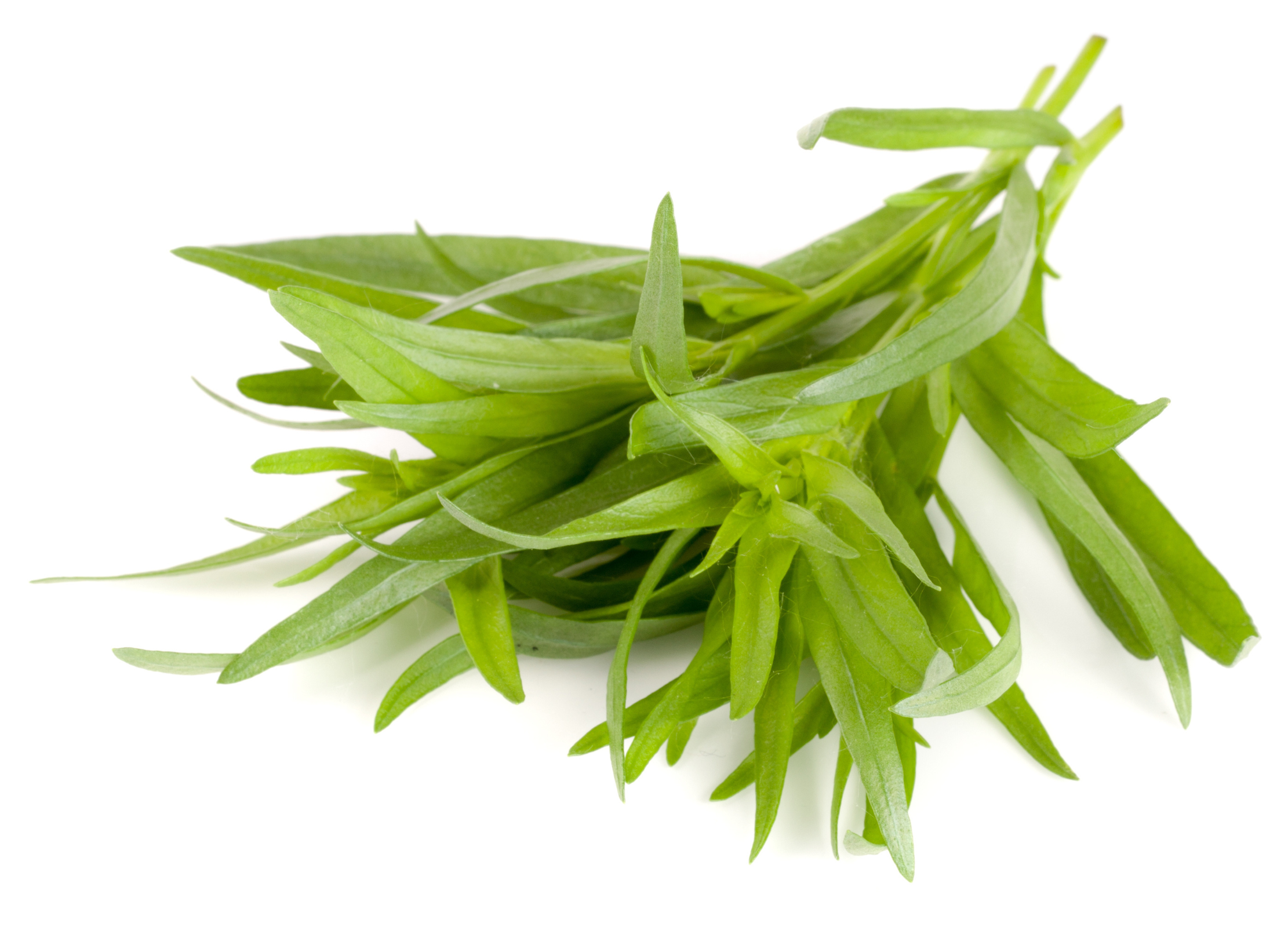 Estragon Mehrere frisch geerntete Estragonzweige mit schmalen, glänzenden Blättern auf weißem Hintergrund