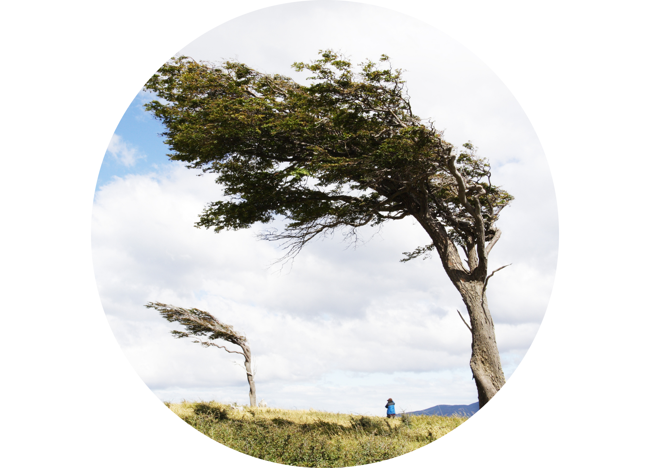 Vom Wind geneigte Bäume in offener Landschaft mit einer Person im Hintergrund