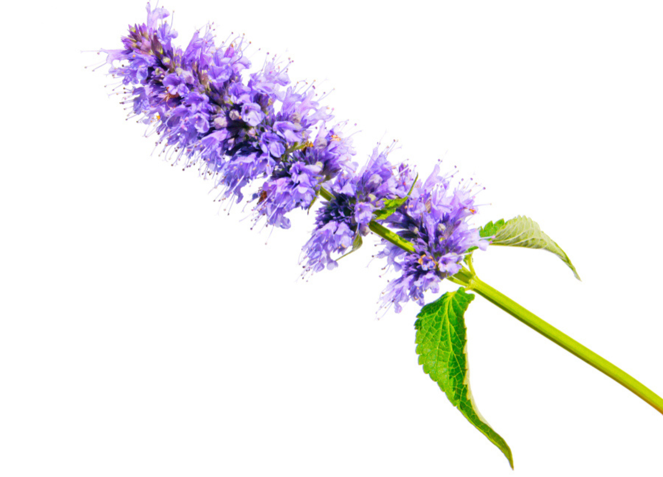 Anisysop Ein einzelner blühender Stängel des Anisysops (Agastache foeniculum) mit leuchtend violetten Blüten und gezackten Blättern auf weißem Hintergrund