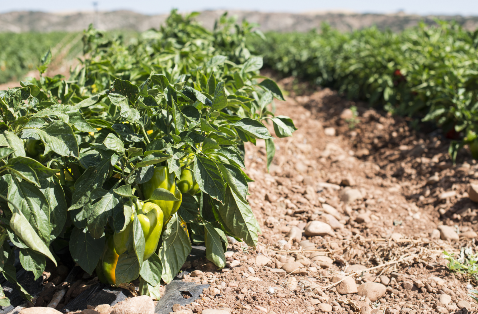 Paprikapflanzen auf einem Feld mit trockener Erde in Reihen gepflanzt