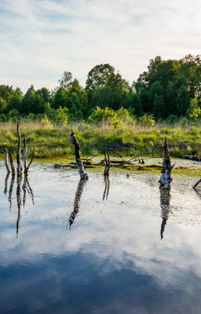 Moorlandschaft der Stadt Diepholz