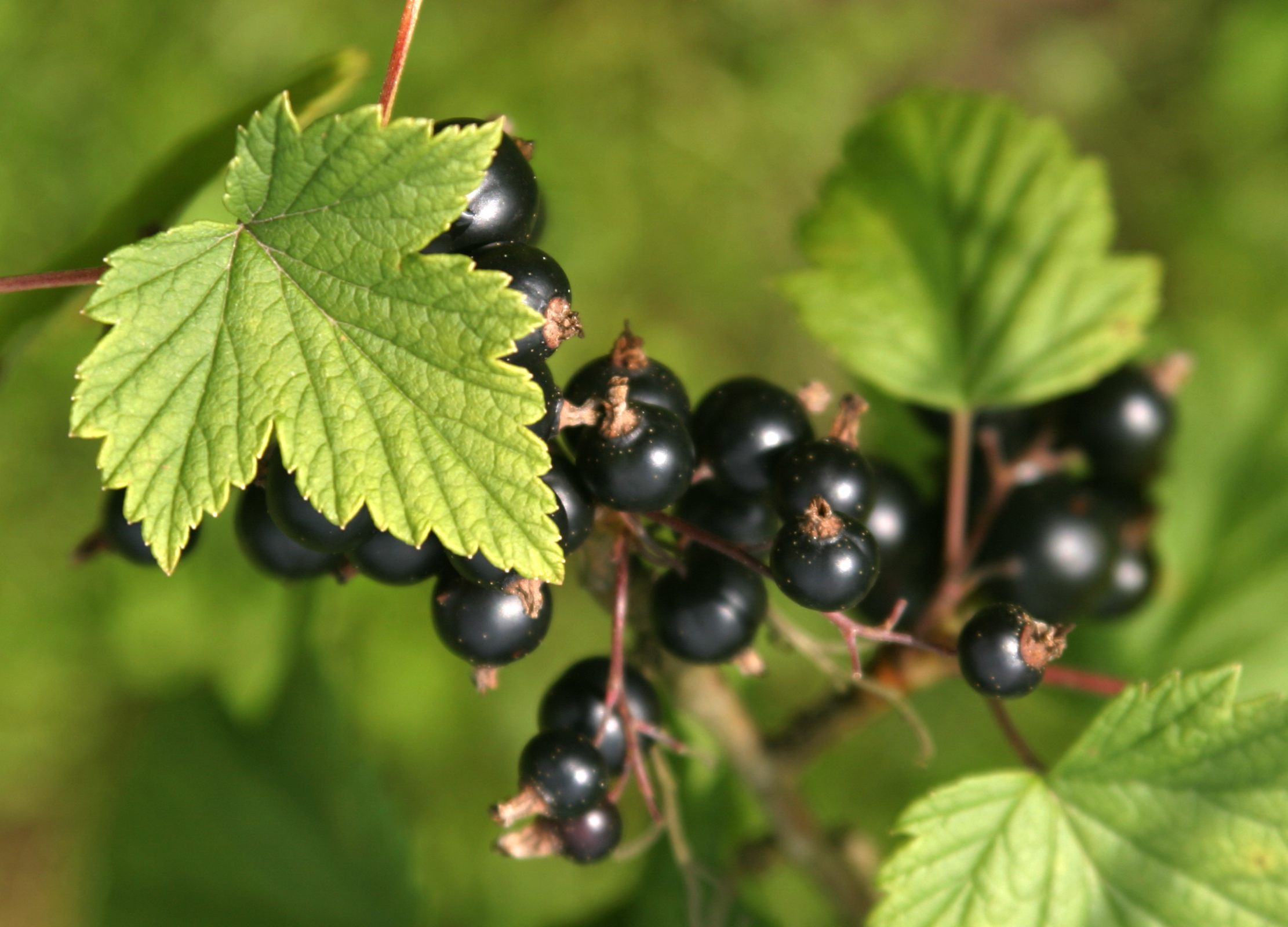 Schwarze Johannisbeere Schwarze Johannisbeere