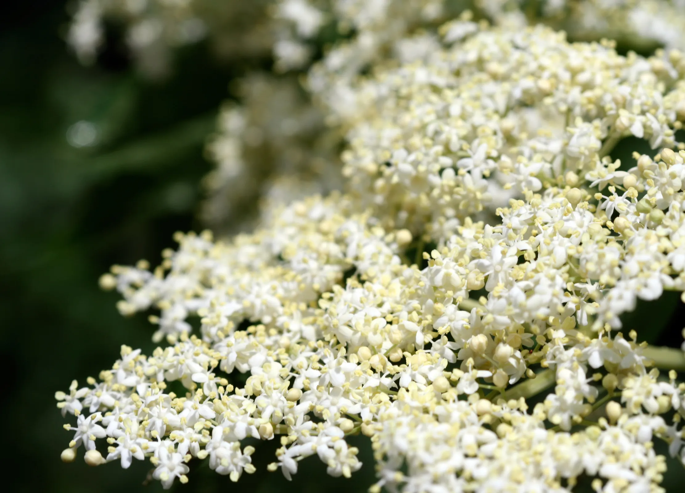 Nahaufnahme von zarten, weißen Holunderblüten in voller Blüte vor dunklem Hintergrund