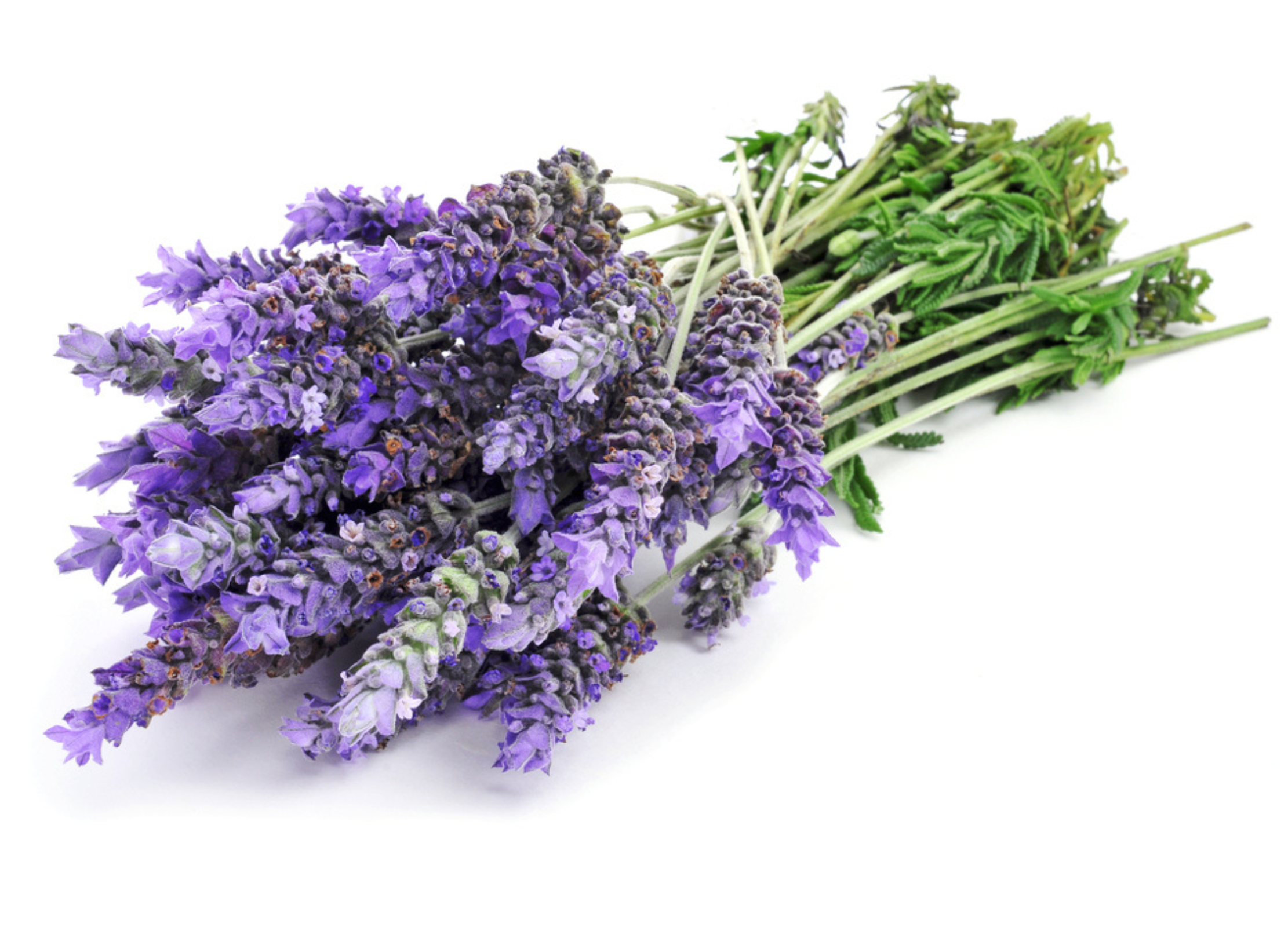 Lavendel Gebundener Strauß frischer Lavendelblüten mit violetten Blütenständen und grünen Stielen auf weißem Hintergrund
