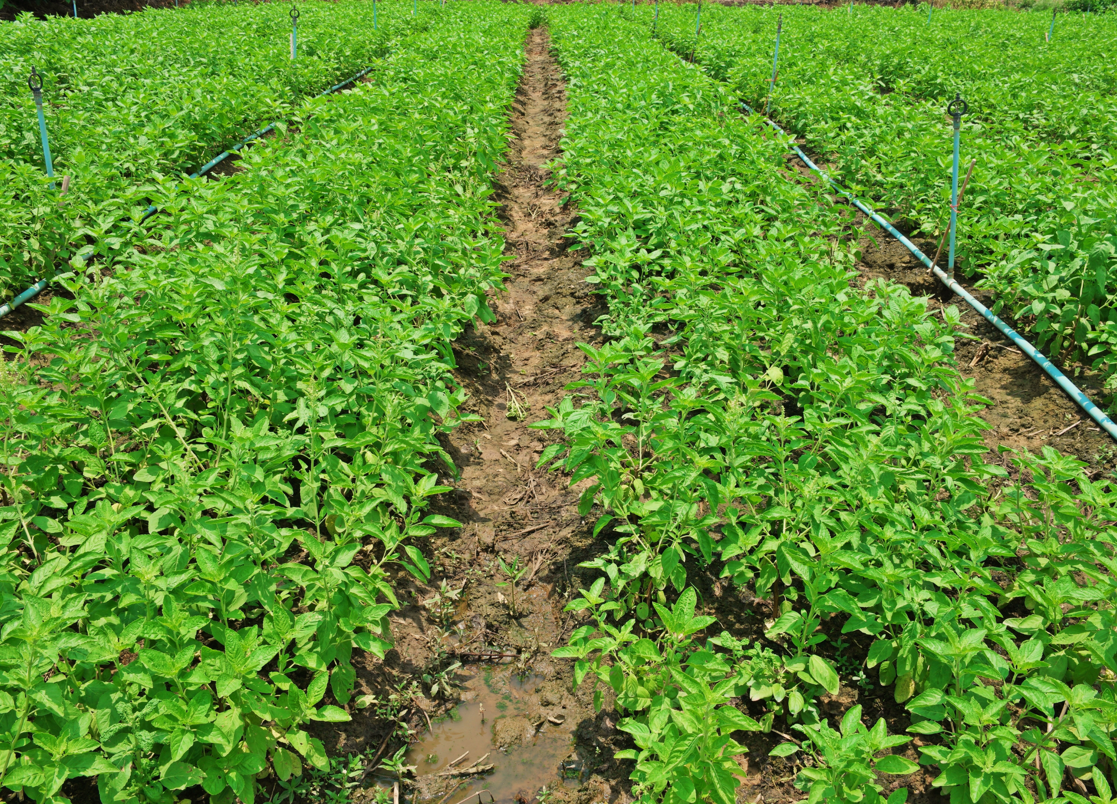 Tulsi Tulsi
