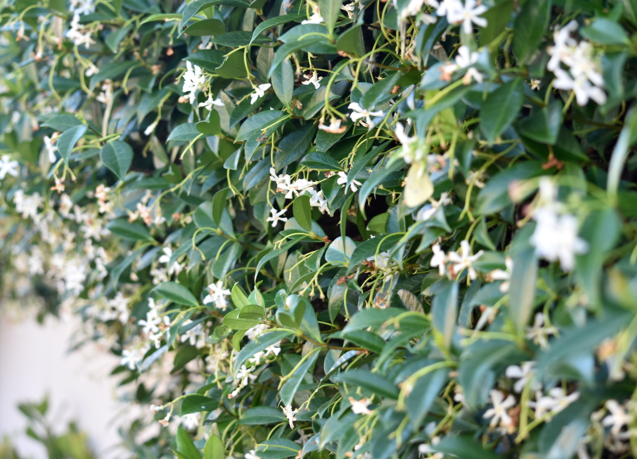 Grüntee Jasmin