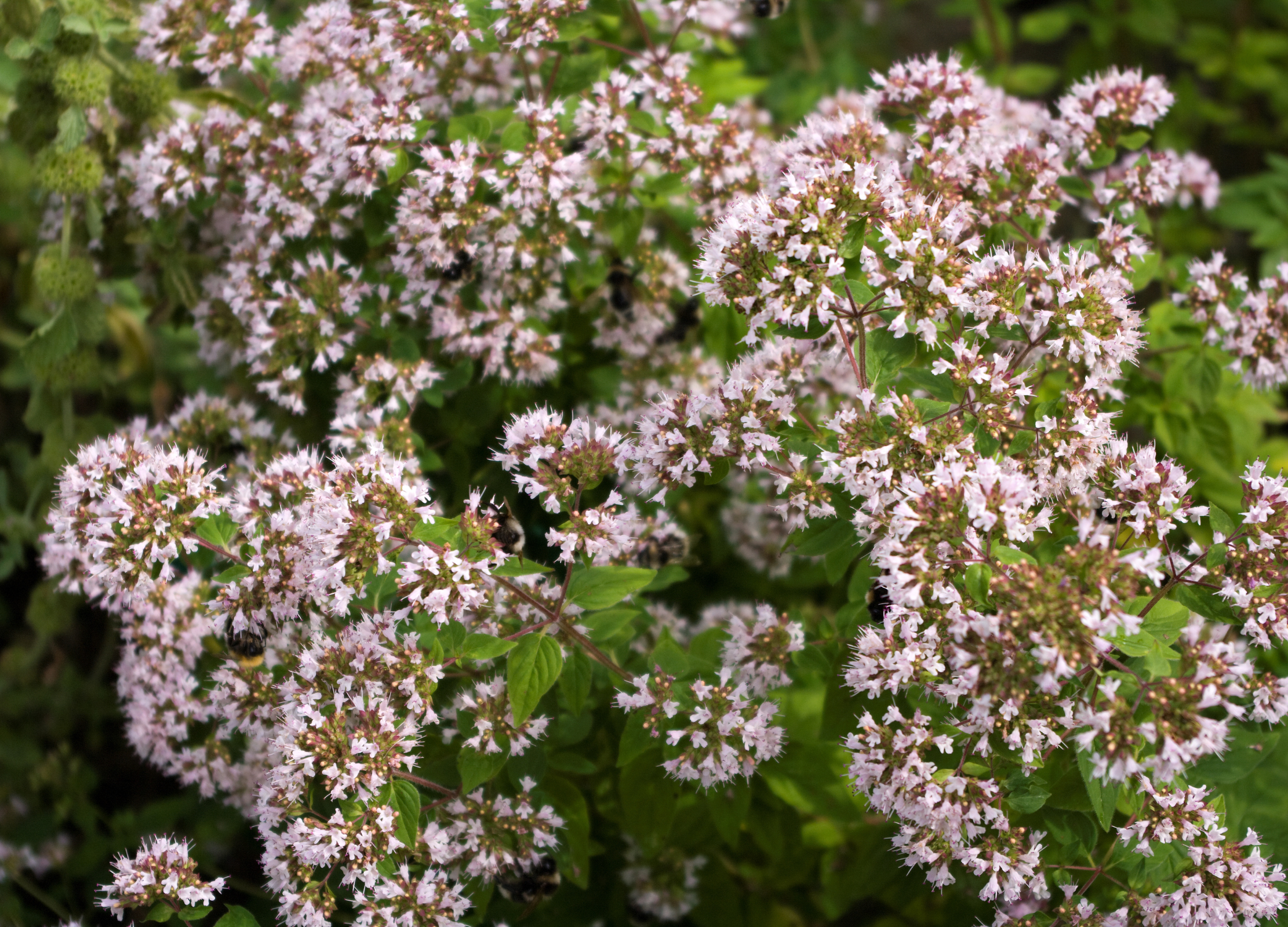 Oregano Oregano