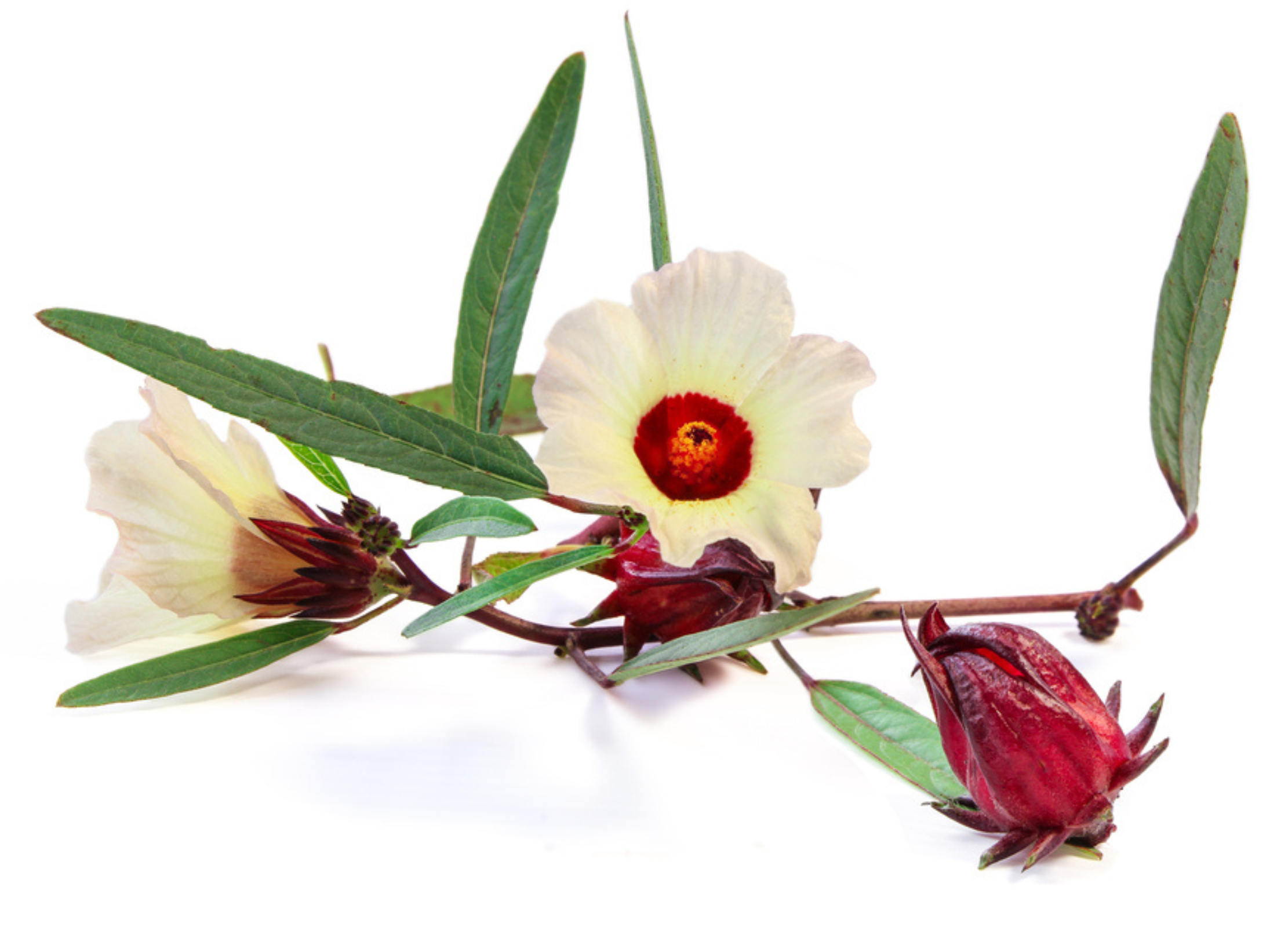 Weißer Hibiskus Weißer Hibiskus