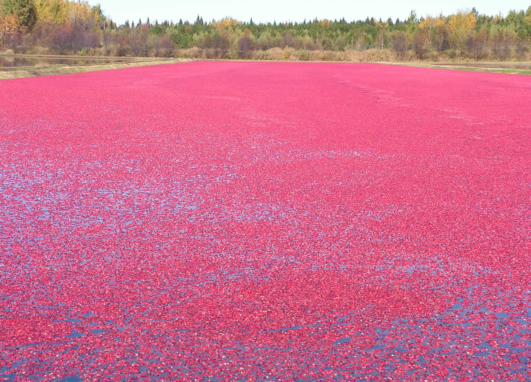 Ein Feld überflutet mit pink-roten Cranberrys, die auf dem Wasser schwimmen – im Hintergrund herbstliche Bäume