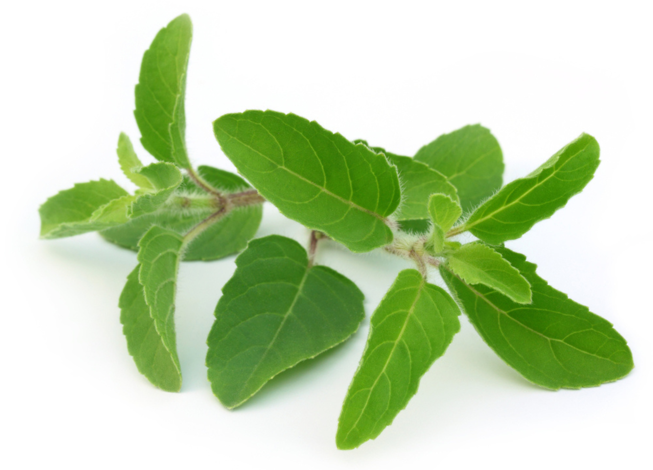 Tulsi Tulsi