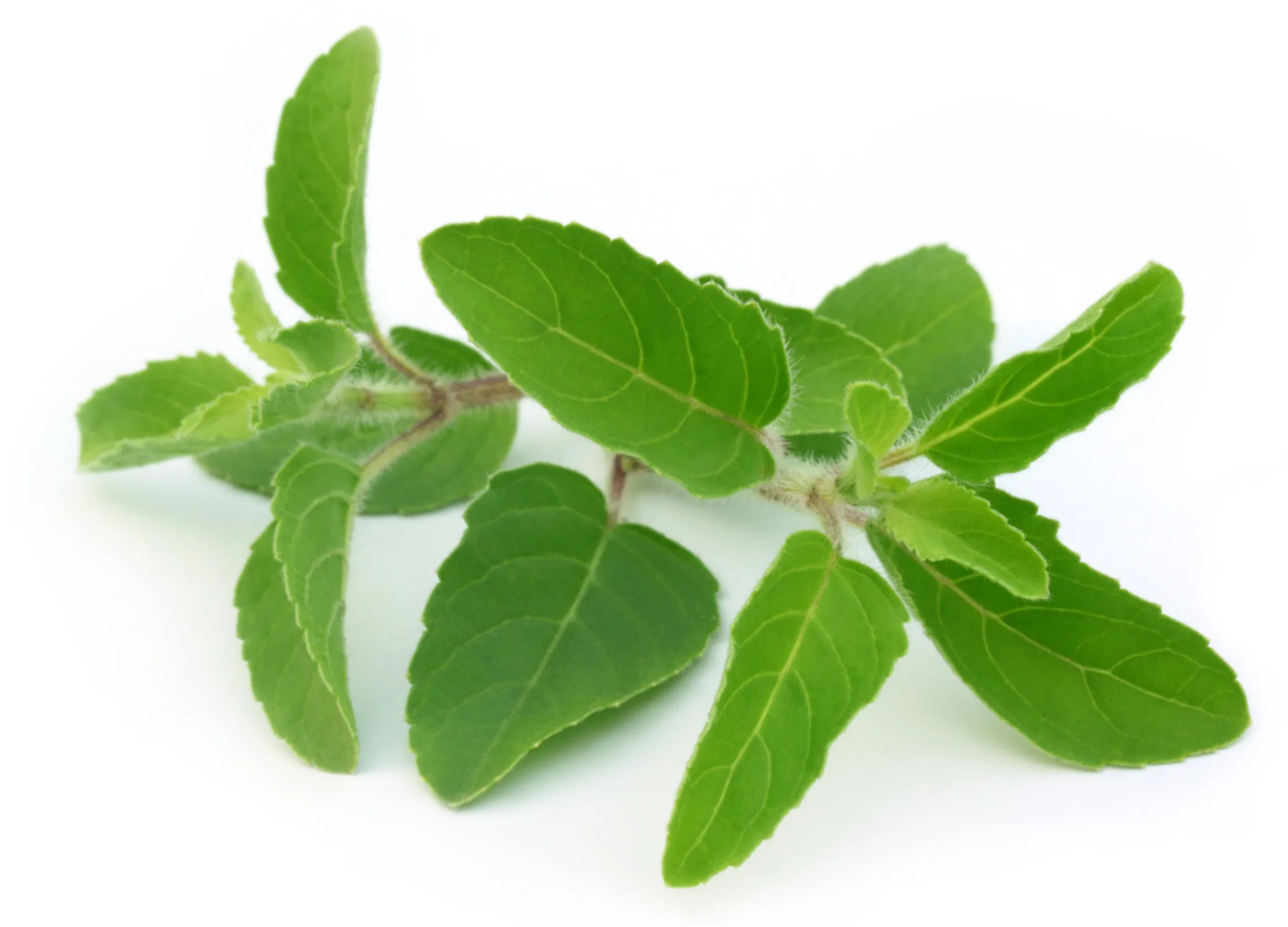 Frisches Tulsi-Kraut mit leuchtend grünen Blättern und zartem Stängel auf weißem Hintergrund