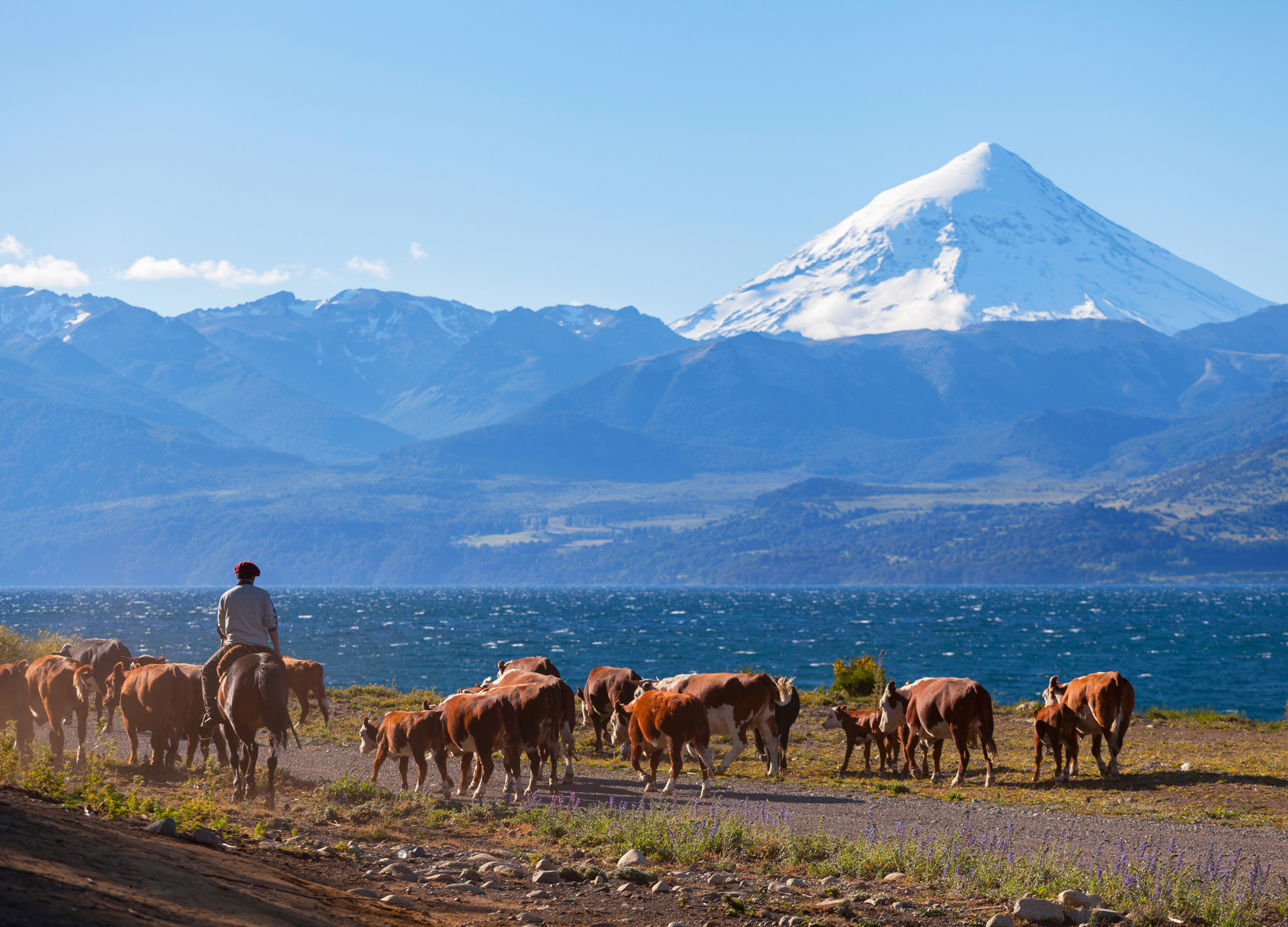 Reiter mit Rinderherde vor See und schneebedecktem Berg in Patagonien