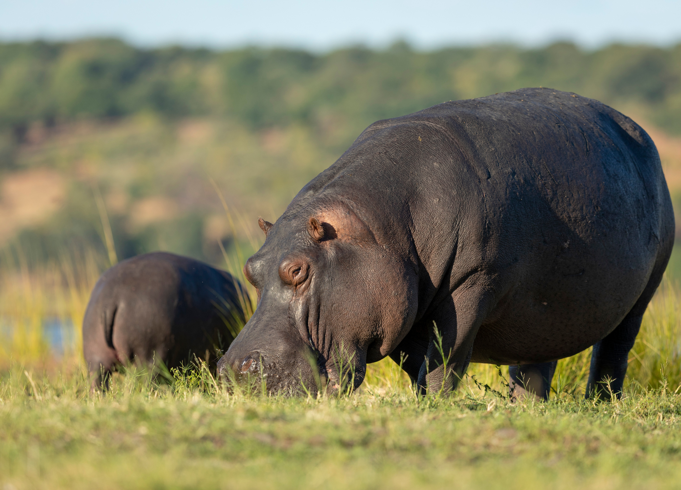 Zwei Nilpferde grasen auf einer Wiese in Burkina Faso