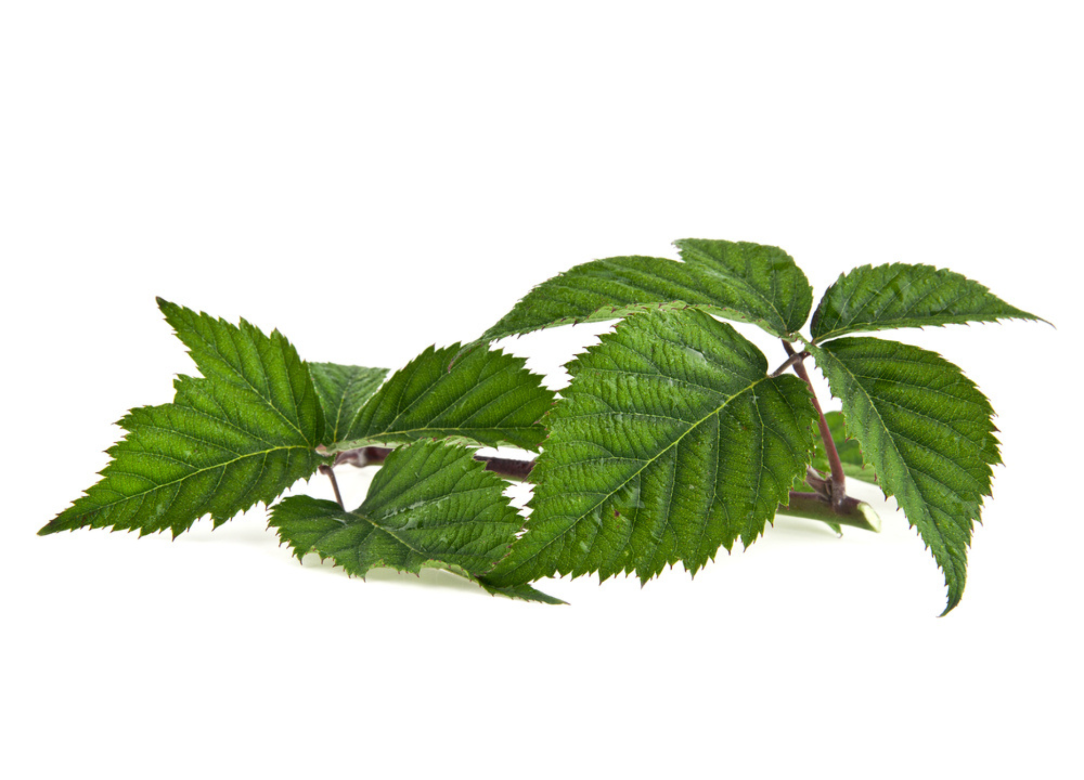 Süßes Brombeerblatt Süßes Brombeerblatt