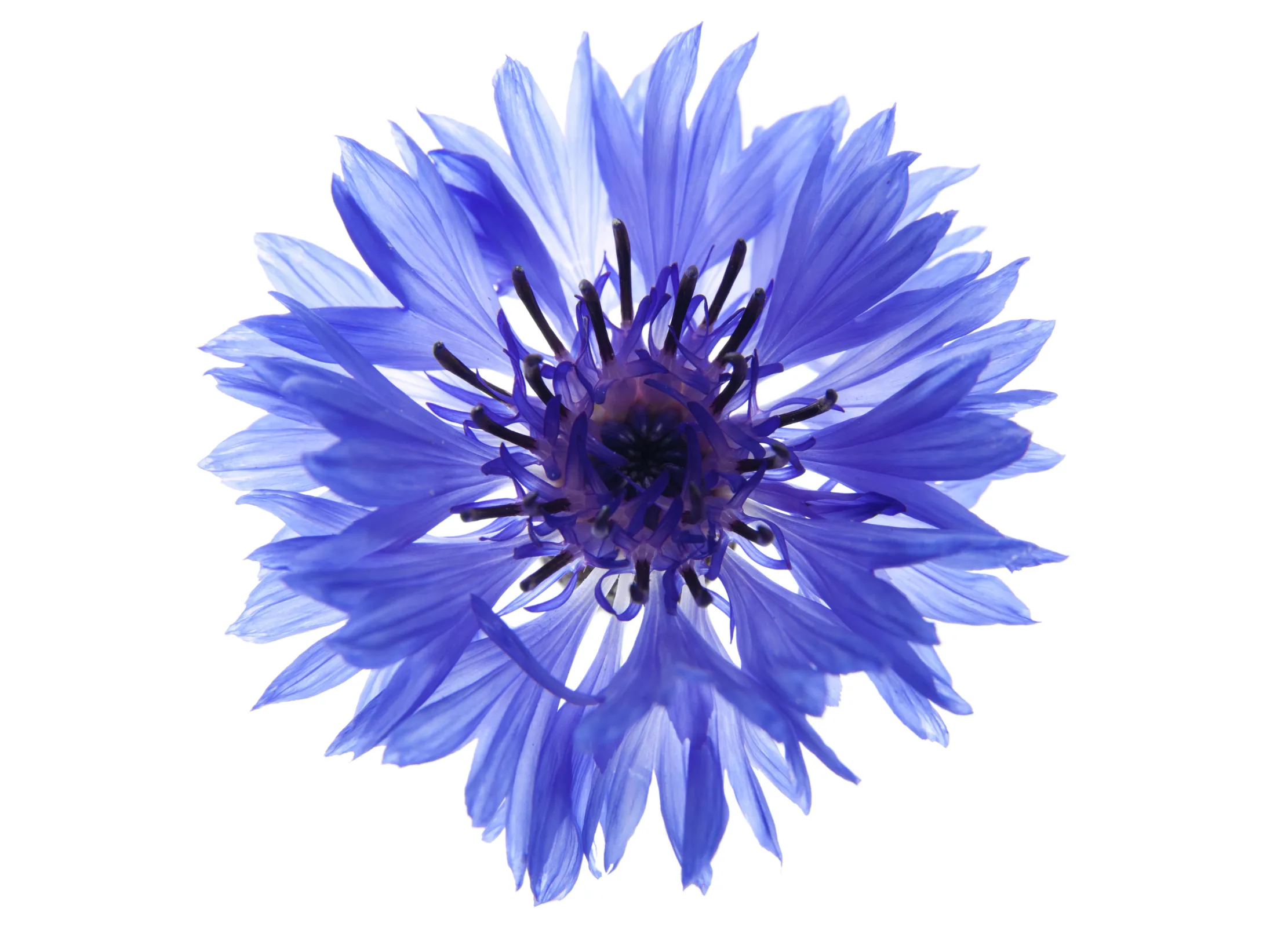 Einzelne, leuchtend blaue Kornblume mit zarten, leicht durchscheinenden Blütenblättern vor weißem Hintergrund