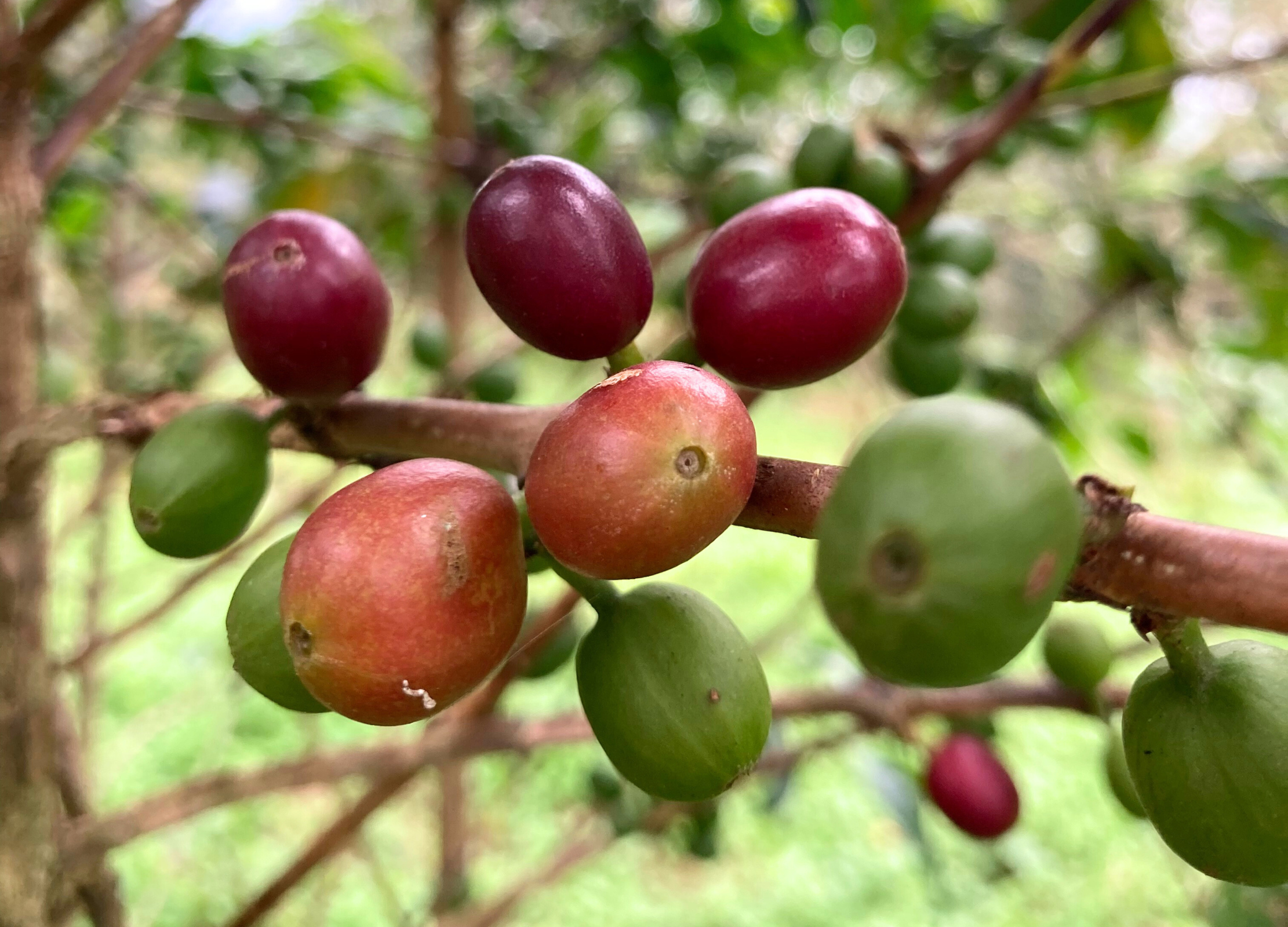 Reife und unreife Kaffeekirschen wachsen an einem Zweig vor grünem, unscharfem Hintergrund