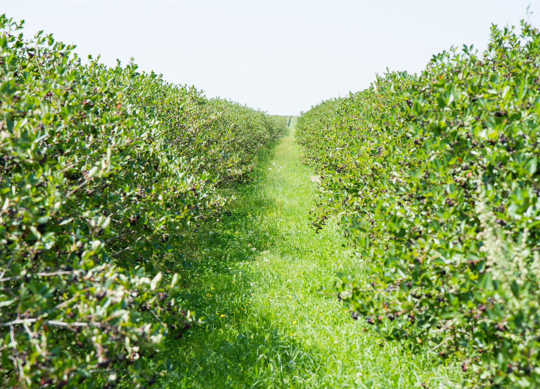 Aronia Reihen von Aronia-Sträuchern stehen dicht an dicht auf einer sonnigen Plantage mit grüner Wiese dazwischen