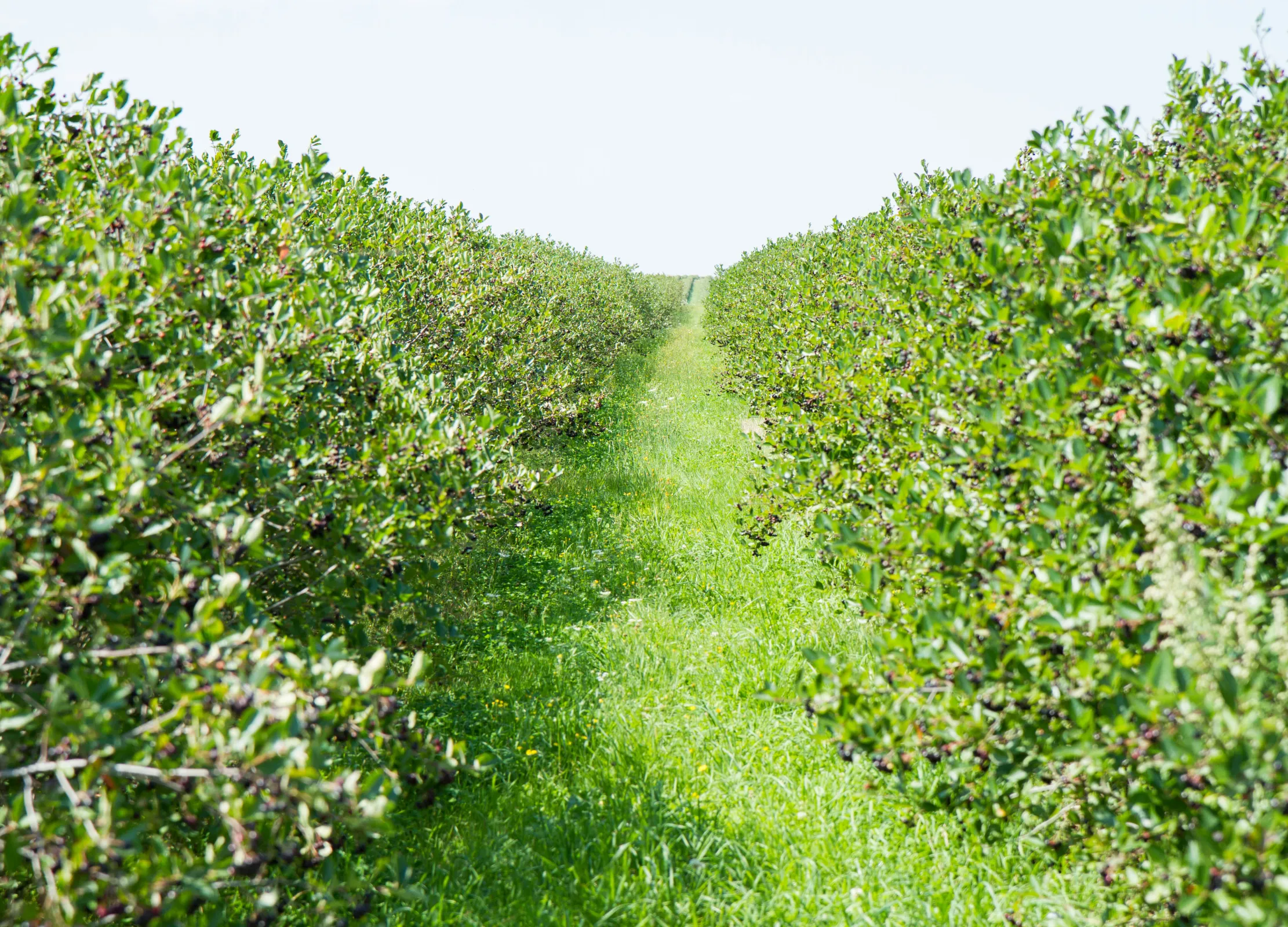 Reihen von Aronia-Sträuchern stehen dicht an dicht auf einer sonnigen Plantage mit grüner Wiese dazwischen