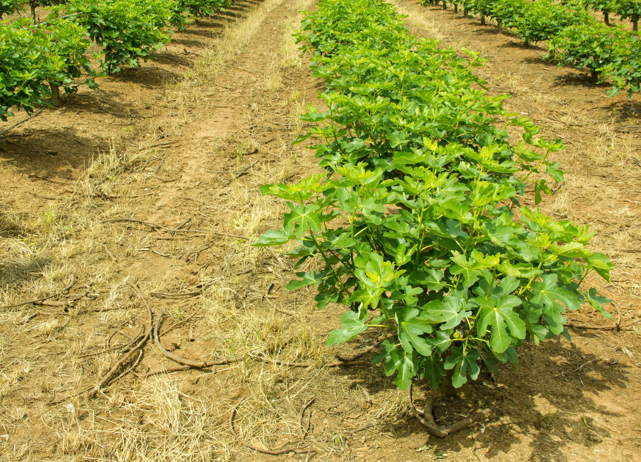 Feigenplantage mit jungen, dicht beblätterten Feigenbüschen in regelmäßigen Reihen auf trockenem Boden