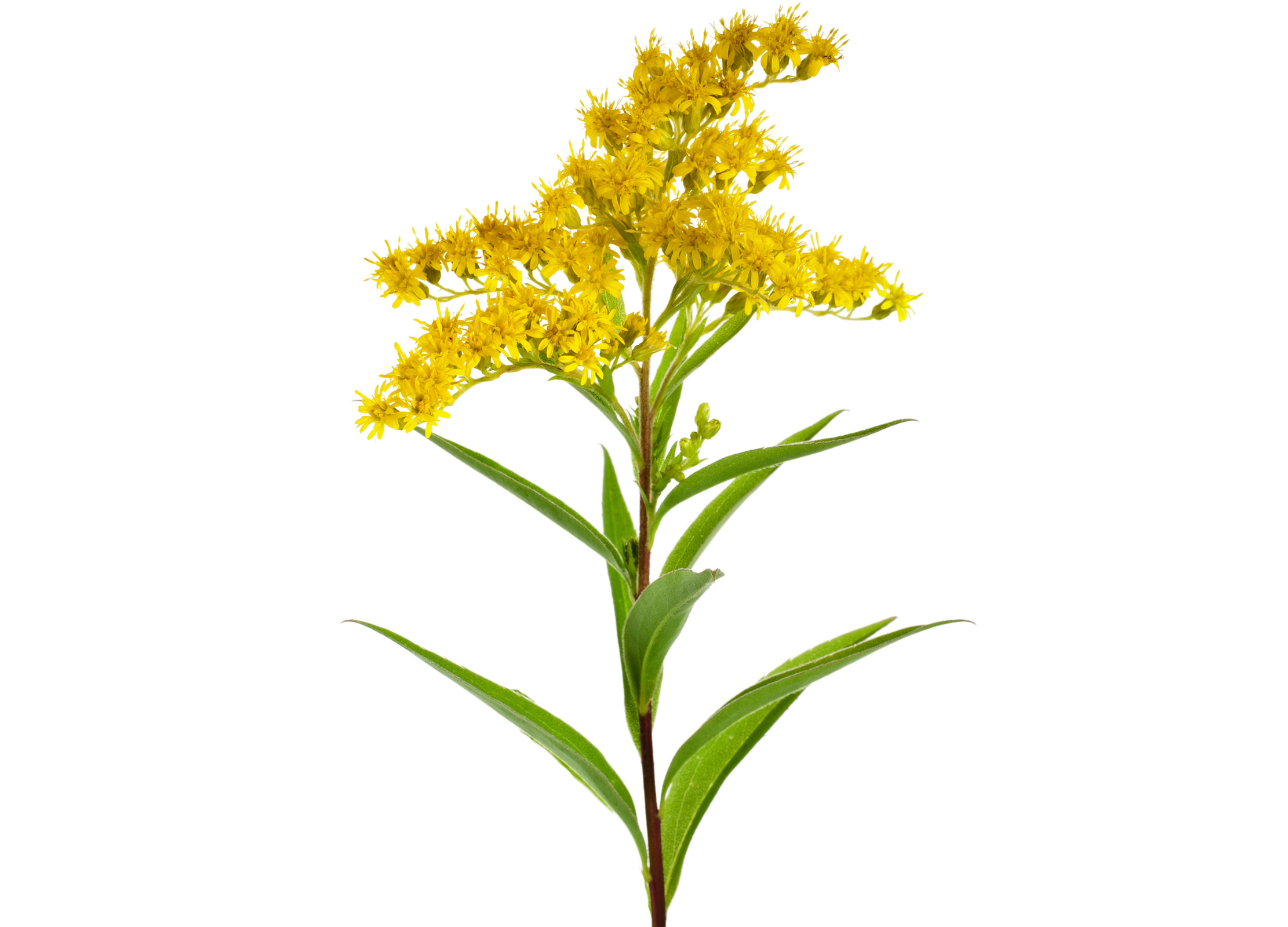 Goldrute Aufrechter Stängel mit lanzettlichen Blättern und leuchtend gelben, kleinen Blüten der Goldrute